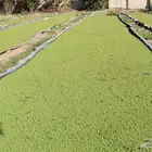 ازولا للبيع باحسن سعر