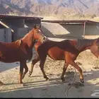 مهرين شعبيه سنتين وسنه وخمسة أشهر