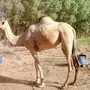 ناقه للبيع