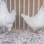 زوج كنق ملكي والانث فرش 