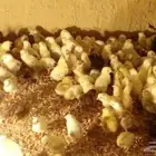 صوص بلدي 