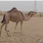 ثلاث نياق لقاح
