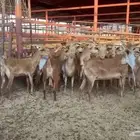 معزا محايليات العدد 15