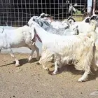 معزا مصريات منايح العدد 12 دفيع للقناي