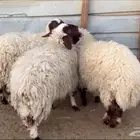 رخال نعيم بلدي