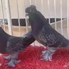 جوز اخضر Top
