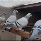 حمام زاجل ايس