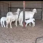 حريات مواليد طيبااات