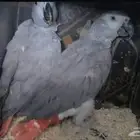 جوز كاسكو منتج