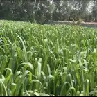 شتلات بونيكام كبييير مع خدمة التوصيل