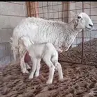 حريه جبره معها رخل طيبه