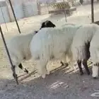 ذبايح نعيمي مفاطيح و ثلاجه مع الذبح وتغليف والتوصيل