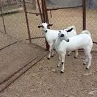 جفير بيشيات
