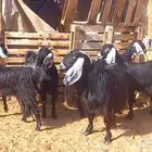 ( تم البيع ) معزا وجفار عوارض مضاريع طيبه
