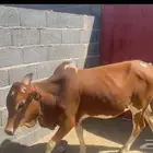 عجل للبيع