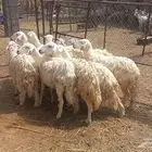 رخال مراح واحد