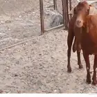 تيس أدهم فحل ماشاء الله تبارك