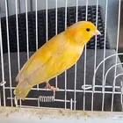 كناري سوري تغريد نار شرط