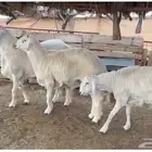 ثلاث طليان جبرات - تم البيع -