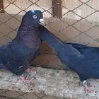 قطايف بالخرج