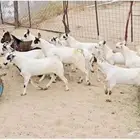 تيوس بيشيات