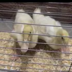 للبيع بط بكيني (عمر صغير   Juveniles)