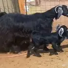 معزا ولد طيبات 4 معها 6 لاعلي سوم