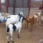 معزا مقاني صغار سن وطيبات