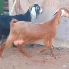 ( تم البيع )عنزين عوارض اصل وعنز مصريه