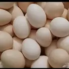 مطلوب بيض بلدي