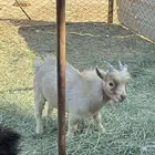 للبيع تيس قزم الصحه علي الشرط