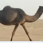 الخرعاء