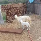 رخله ولود