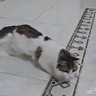 قط للتبني لعوب جددا