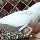 فروخ روز البينو عيون حمر