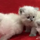 اربعة كيتن همالايا للتبني بسعر رمزي