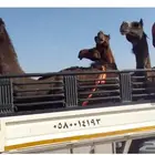 دناء هدروليك لتحميل الابل وغيرها داخل الحناكيه وخارجها