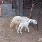 رخله ثنيه ولود