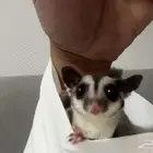 سنجاب 9 شهور شوقر قلايدر