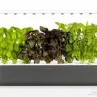 زراعة مائية نباتات داخلية