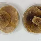 عسل سمره