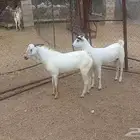 تيس وجفره ثنيان