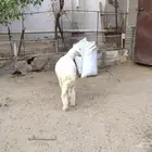 مشروع فحل حري