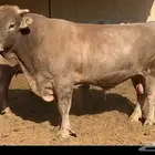 فحل وبقرة ألمانية