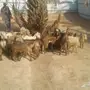 ابوفهد  26  تيوس وجفار البيع على 350 جمله 