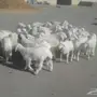 ابوفهد  32 بهم حري البيع على 350 جمله 