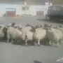 ابوفهد  25  هرافى نعيم رخال ب 550