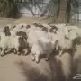ابوفهد  54 بهم نعيم البيع على 460 جمله 