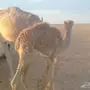 ناقه هجن انتاج سلاله طيبه وتحتها قعود مفرود 
