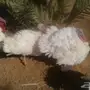 بيض رومي وديوك رومي 